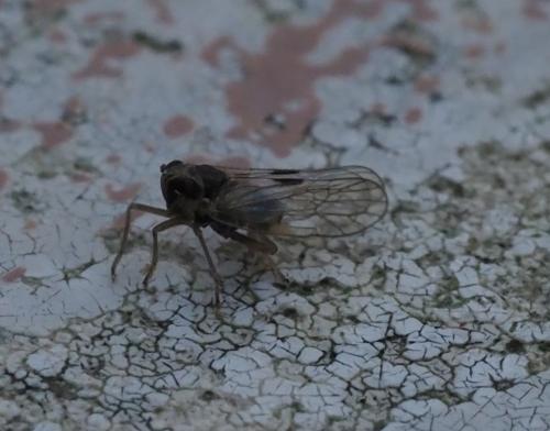 Laodelphax striatellus
